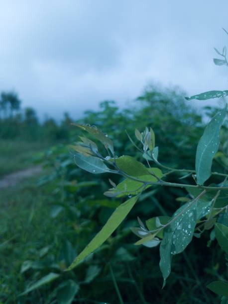 istock morning dew on a beautiful day 1421527885