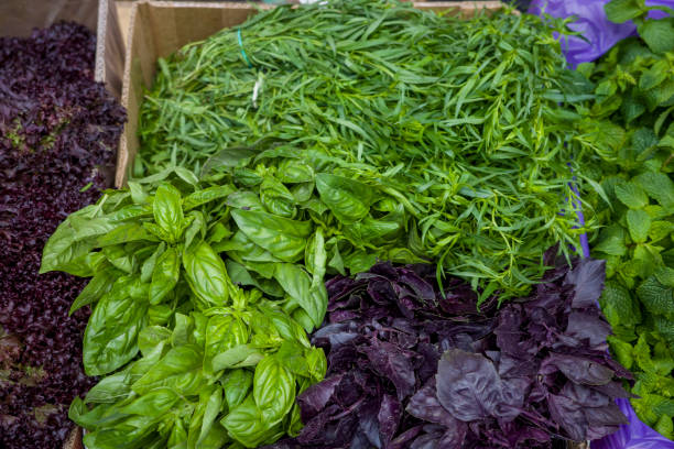 basil and arugula on store counter, green food for shoppers basil and arugula for salads on store counter, green food for shoppers rosemary seedlings stock pictures, royalty-free photos & images