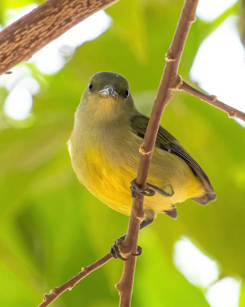 istock Orange Bellied Flowerpecker 1421528315
