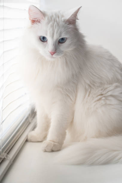 istock white fluffy cat with blue eyes sitting on windowsill 1421529836