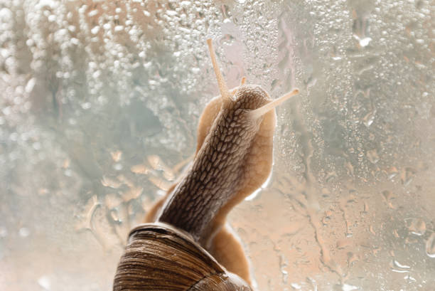 Garden snail crawling slowly on rain drop wet window glass
