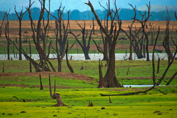 krajobraz podleśnicy, park narodowy udawalawe, sri lanka - waterland zdjęcia i obrazy z banku zdjęć