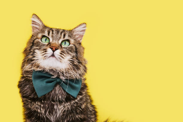 istock Funny cat in bow tie and glasses sitting on yellow background 1421530449