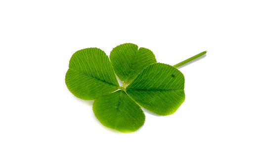 St. Patrick's Day 3D shamrock four-leafed clover green background.