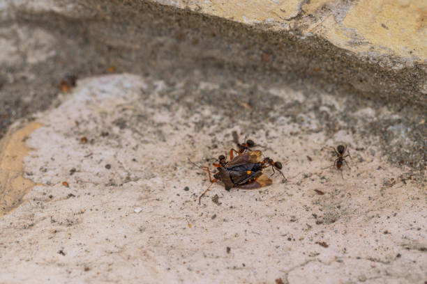 istock Ants carry a large brown bug to the anthill. 1421533547