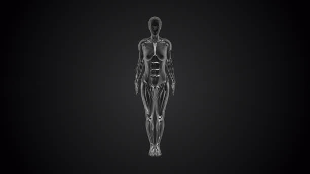 istock 3D human tadasan mountain yoga pose on black background 1421533836