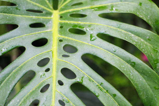 istock Monstera leaf. Tropical leaf close-up with dew drops. Fresh green background. 1421536528