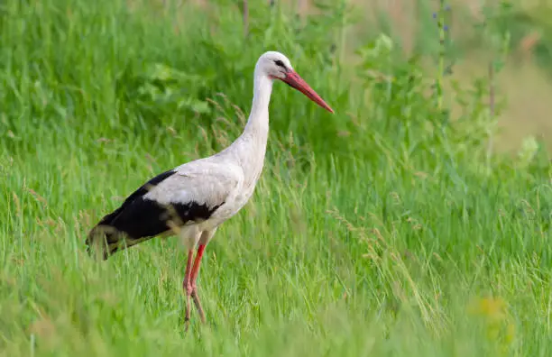 White stork, Ciconia ciconia. On a May morning, a bird walks through the meadow in search of food
