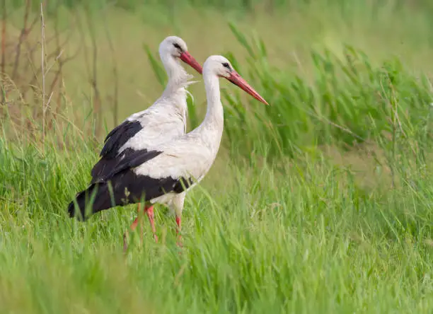 White stork, Ciconia ciconia. Two birds stand in the tall grass