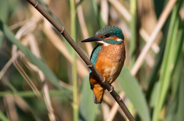istock Common kingfisher, Alcedo atthis. Young bird sits on a cane stalk above the river 1421539158