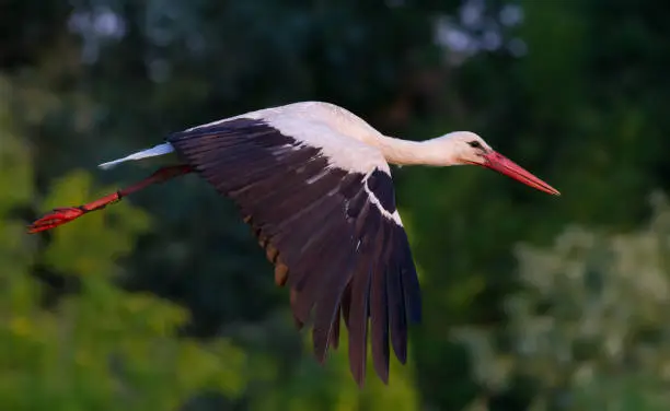 White stork, Ciconia ciconia. Early morning, the bird flies low over the meadow