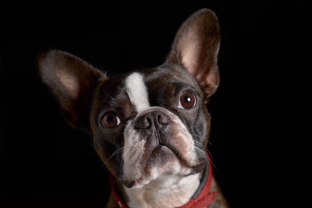 istock Portrait boston terrier pure breed soft dark background closeup 1421539434