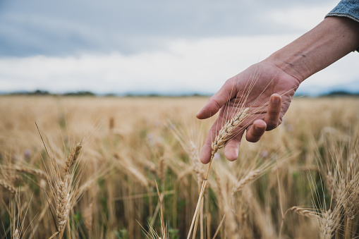 Female hand gently holding a ripening ear of wheat growing in a beautiful golden wheat field in summertime.