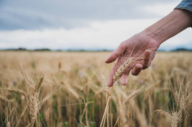 Female hand gently holding a ripening ear of wheat growing in a beautiful golden wheat field stock photo