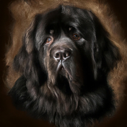 Painting of a Newfoundland Dog - Digital Painting