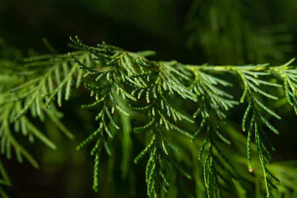 Thuja branch photographed at close range. Leaves of a coniferous plant from the cypress family.