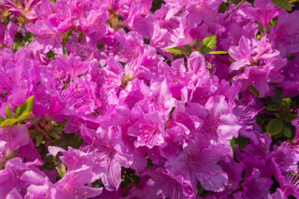 Thickets of shrub flowers of Rhododendron Kenigstein Thickets of shrub flowers of Rhododendron Kenigstein. Lilac flowers of semi-evergreen azalea. rhododendron cinnabarinum stock pictures, royalty-free photos & images