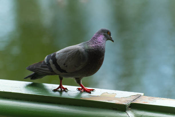 istock A gray dove sits on a green wooden parapet 1421547149