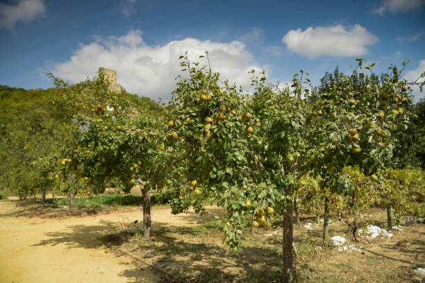 istock view of a french orchard 1421550256
