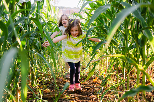 Two girls having fun while running in the corn field during summer day