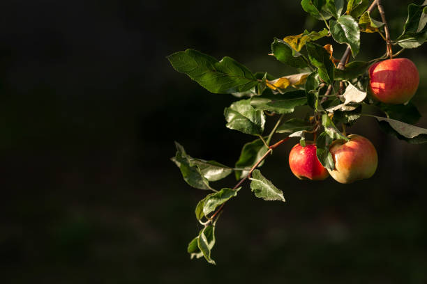 istock A red apple hangs on a tree with leaves. Agriculture, agronomy, industry 1421551796