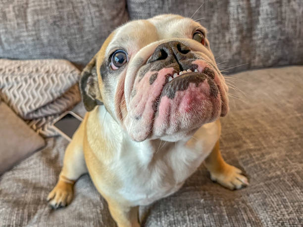 Young female bulldog on sofa