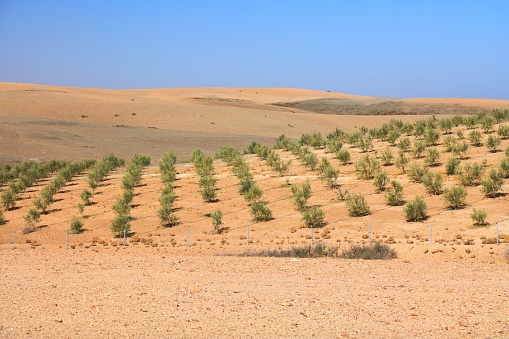 Agafay desert landscape near Marrakech, Morocco. Irrigated olive tree farm in the desert.