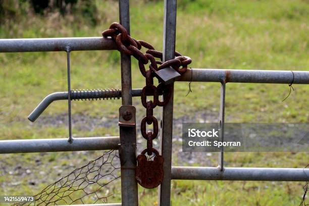 Old Rusting Chain And Padlocks On A Metal Farm Field Gate Stock Photo - Download Image Now