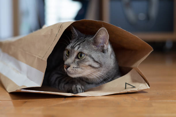 istock cat in a paper bag 1421559824