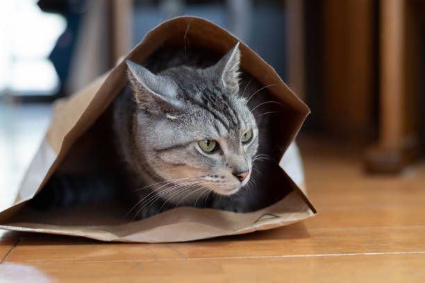 istock cat in a paper bag 1421559844