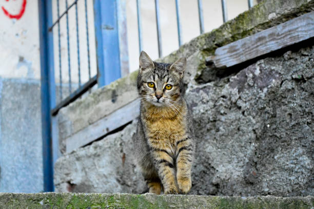 istock Cat on the stairs 1421560328