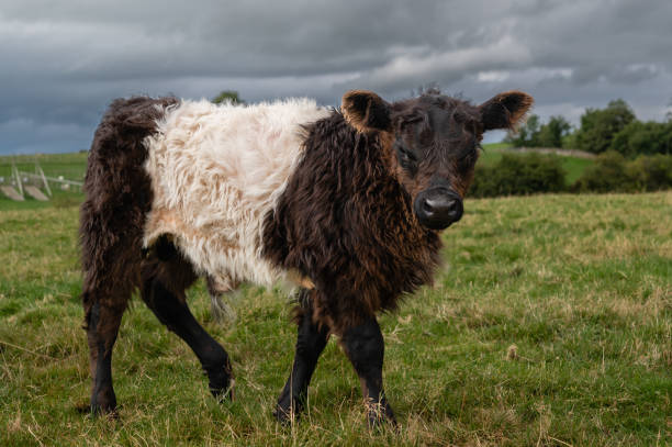 istock Young Belted Galloway calf looking at the camera 1421562709