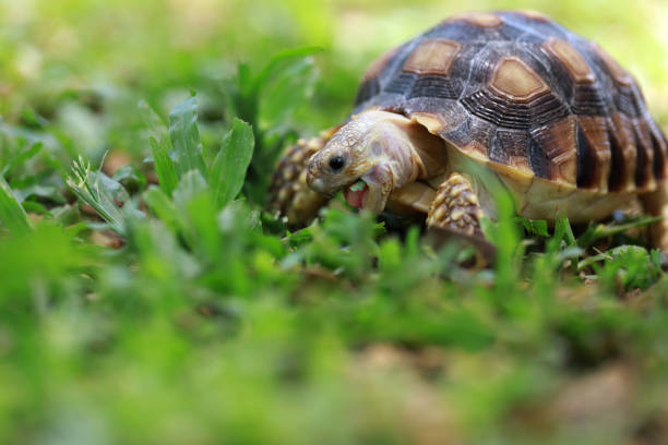 Close-Up Of Tortoise Eating Grass On Field