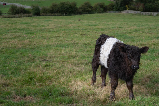 istock Belted Galloway calf standing in a field 1421562851