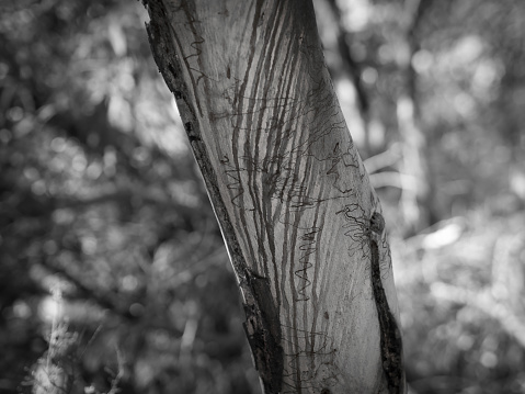 An Australian gum tree sheds its bark and displays a unique natural pattern on a blurred background in black and white.