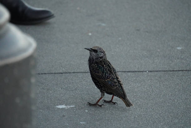 istock The bird was in a daze on the floor 1421562983