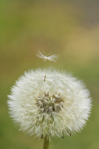 The dandelion seeds look light and lovely