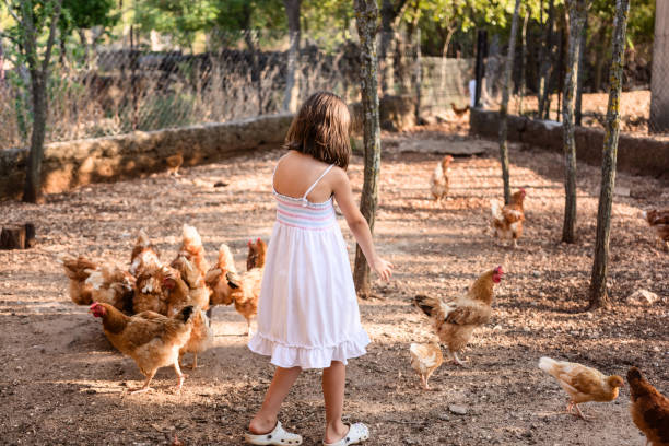 istock Girl playing whit chickens on the farm 1421565147