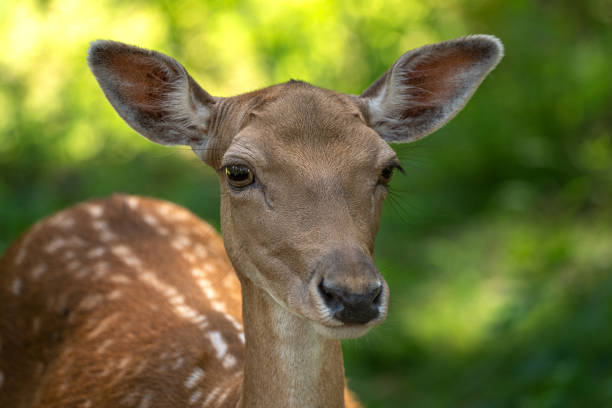 istock Head close-up of a female fallow deer 1421567253