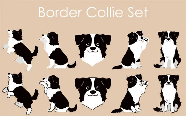 Vector illustration of Simple and adorable Border Collie illustrations set