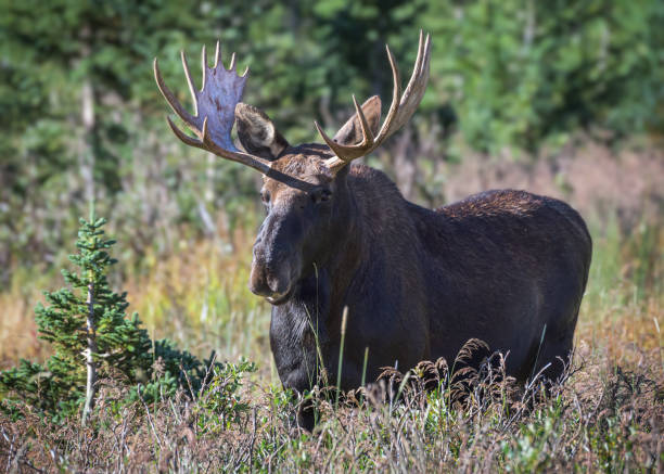 istock Moose in the Colorado Rocky Mountains 1421567999