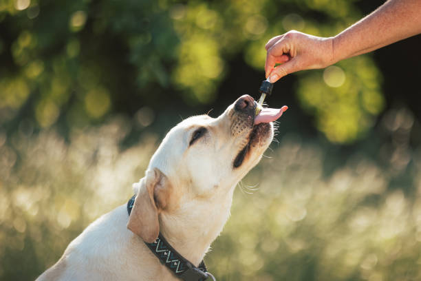 Dog licking a pipette with CBD oil stock photo