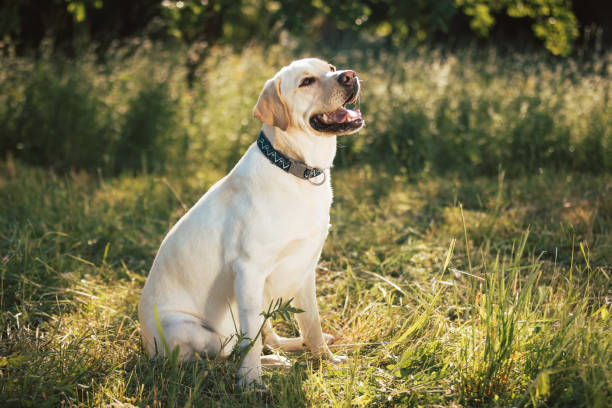 istock Labrador dog in nature 1421568314