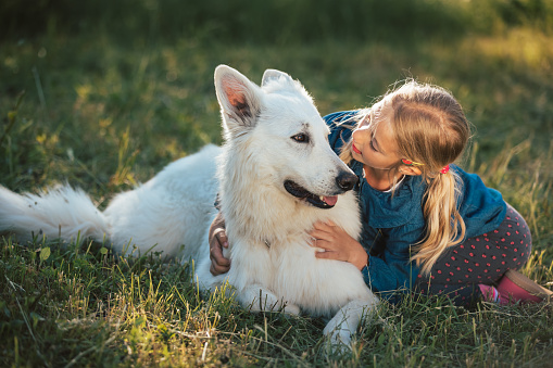 Cute blonde Caucasian little girl sitting on the grass and caressing her pet dog, a beautiful White Swiss Shepherd