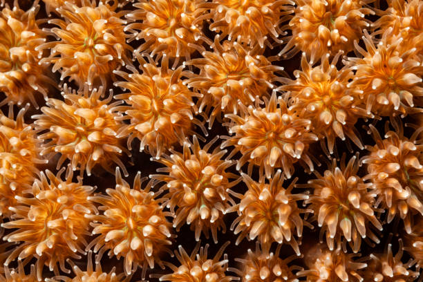 istock Feeding Starburst Coral Galaxea astreata by Night, Palau, Micronesia 1421569903