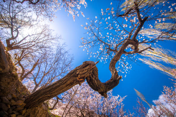 Colorful cherry blossoms blooming in spring on beautiful mountain background.