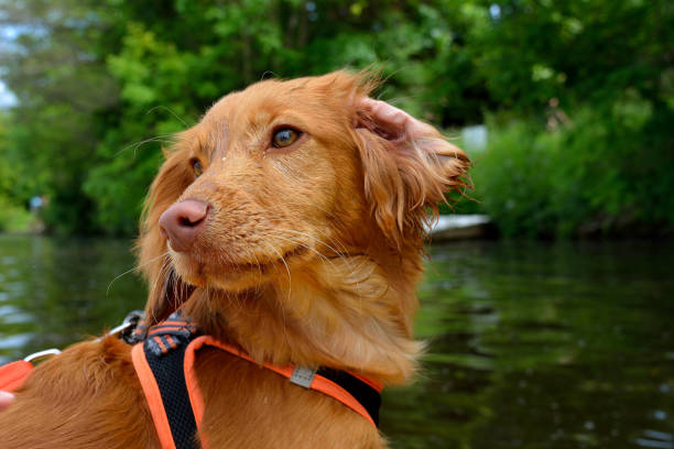 istock A ginger dog head with a floppy ear 1421570240