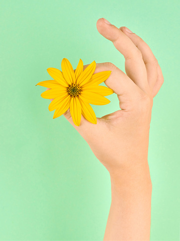 Female hand holding topinambur yellow flower OK symbol, fine menstruation period isolated on light green background. Okay alright gesture with natural wild sunflower flower head in woman hand