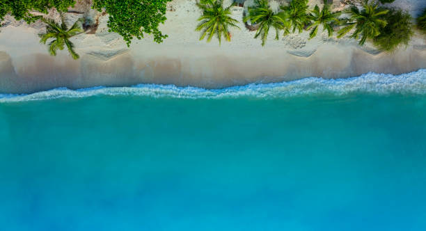 istock The Tropical  Summer palm trees beach and sandy beach and ocean with waves background 1421573933