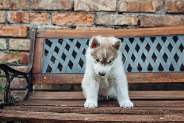 Little husky puppies playing outside